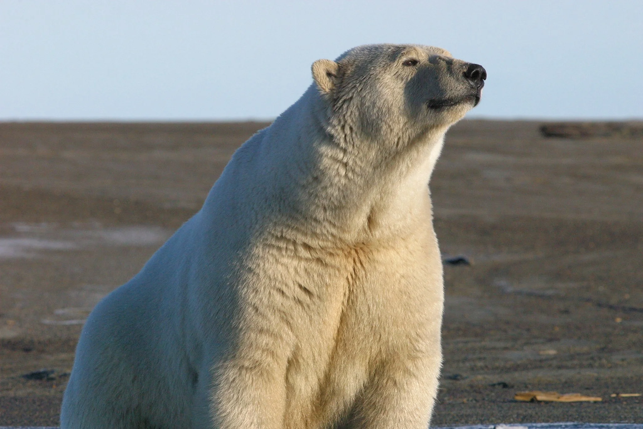 Flawed EIS Released For Arctic Refuge Drilling