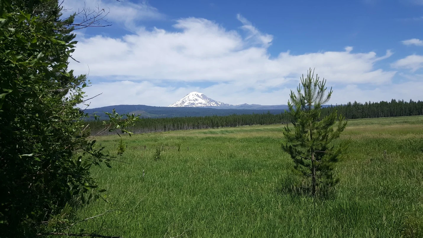 New Tools For Invasive Species Management On National Wildlife Refuges