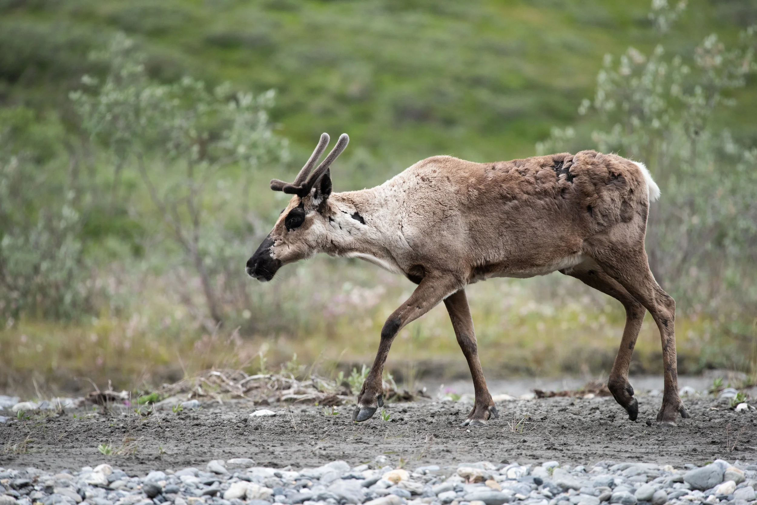 We Will Not Allow Drilling In The Arctic National Wildlife Refuge