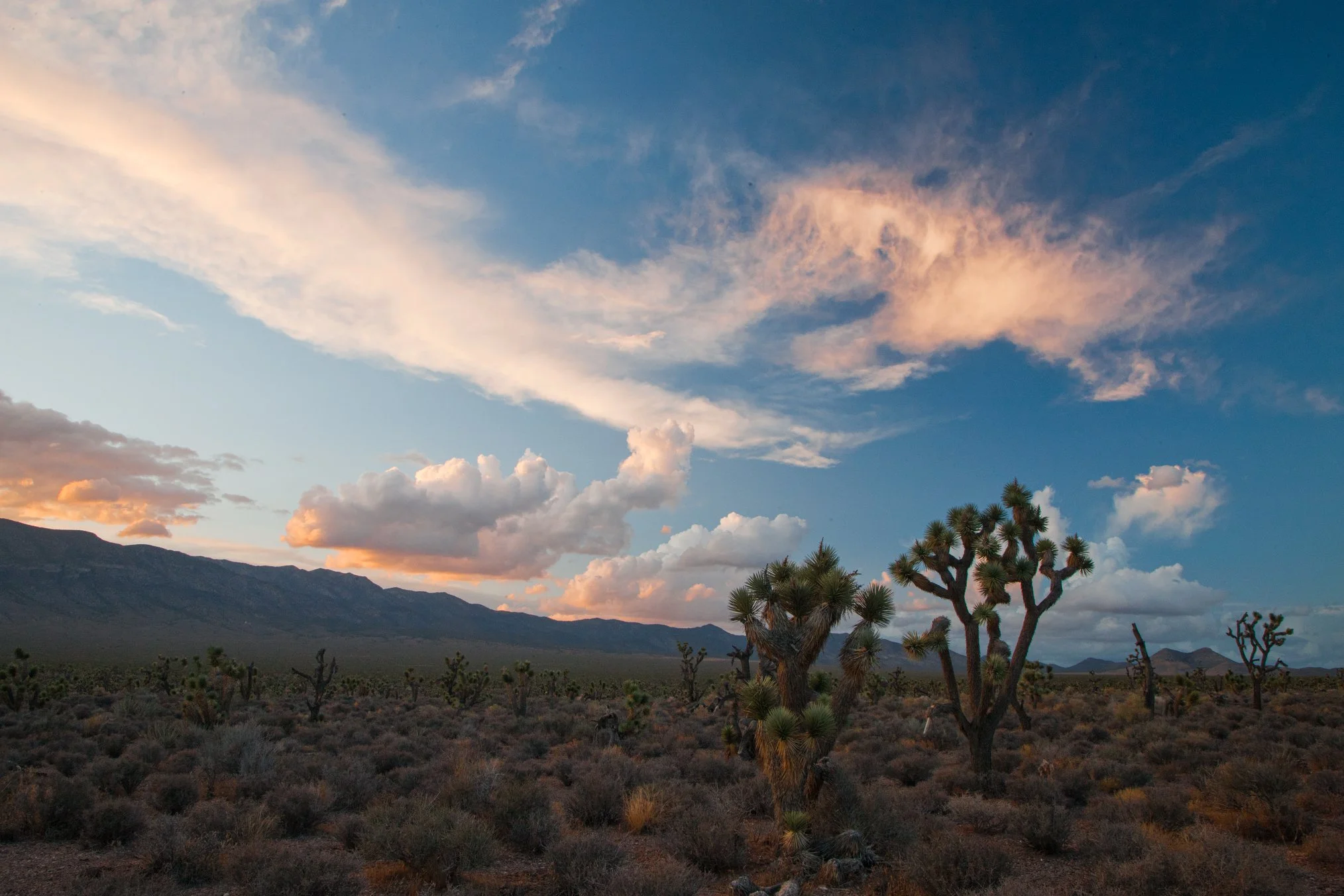 Desert National Wildlife Refuge Supporters Storm Capitol Hill Asking For Protections