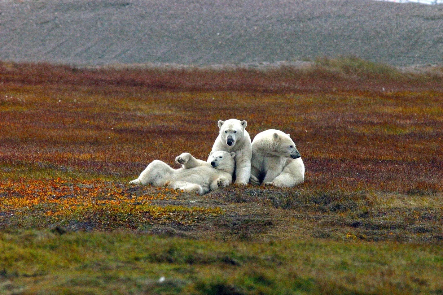 Let's Celebrate Polar Bear Week By Protecting Polar Bears &amp; Their Habitat
