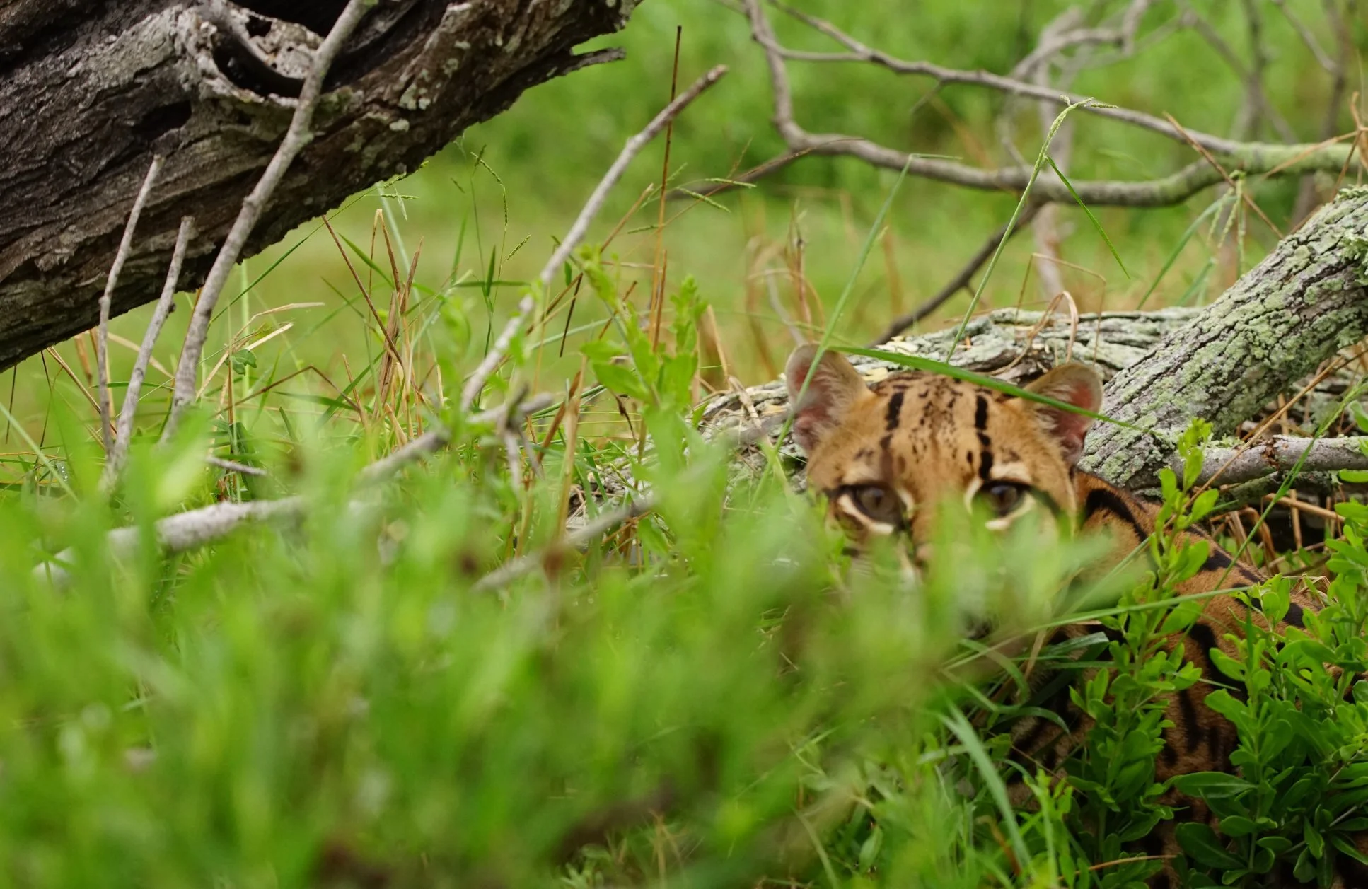 The Refuge Association Stands With Wildlife In Opposition To The Border Wall