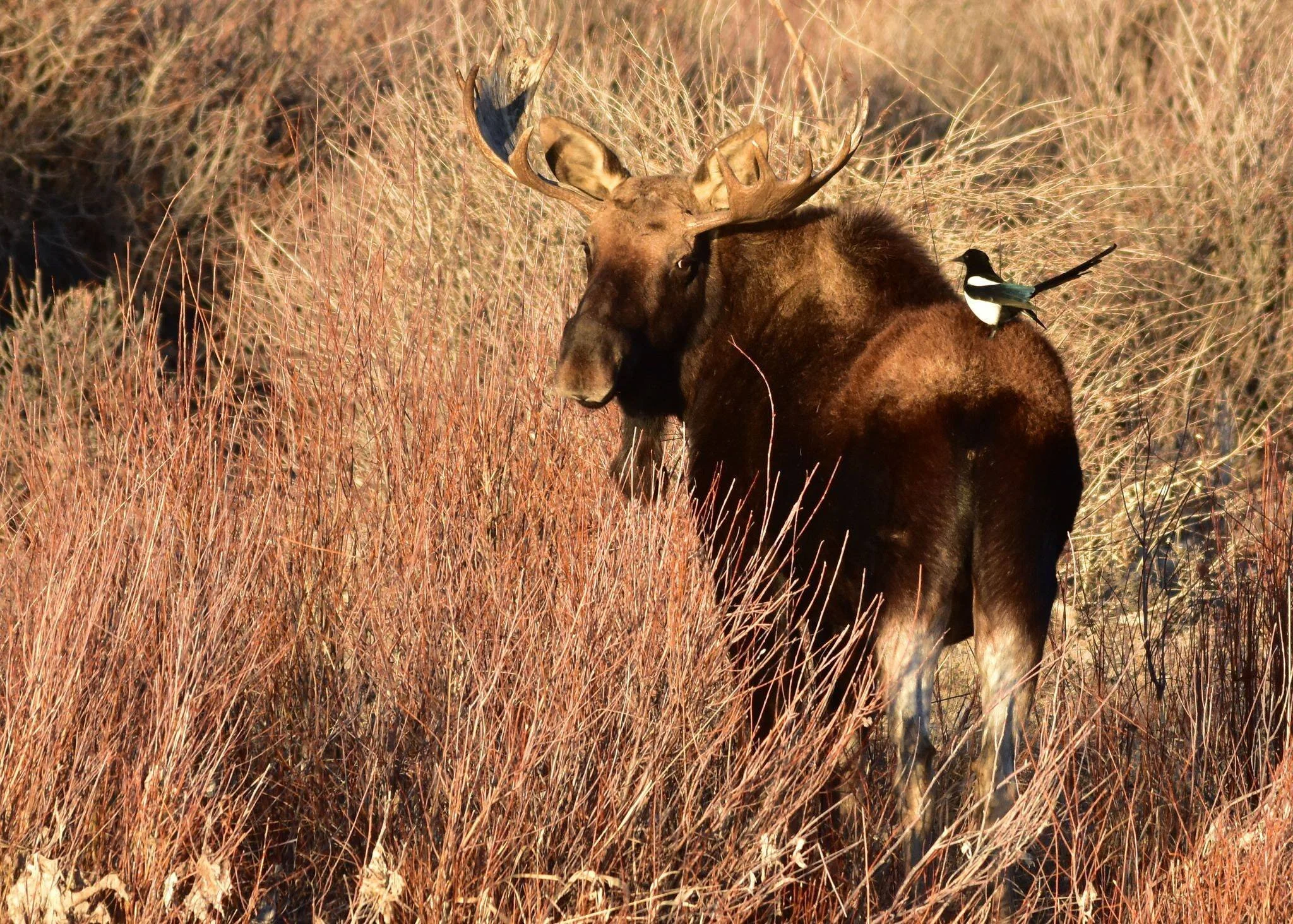 2020 National Wildlife Refuge System Award Winners Announced