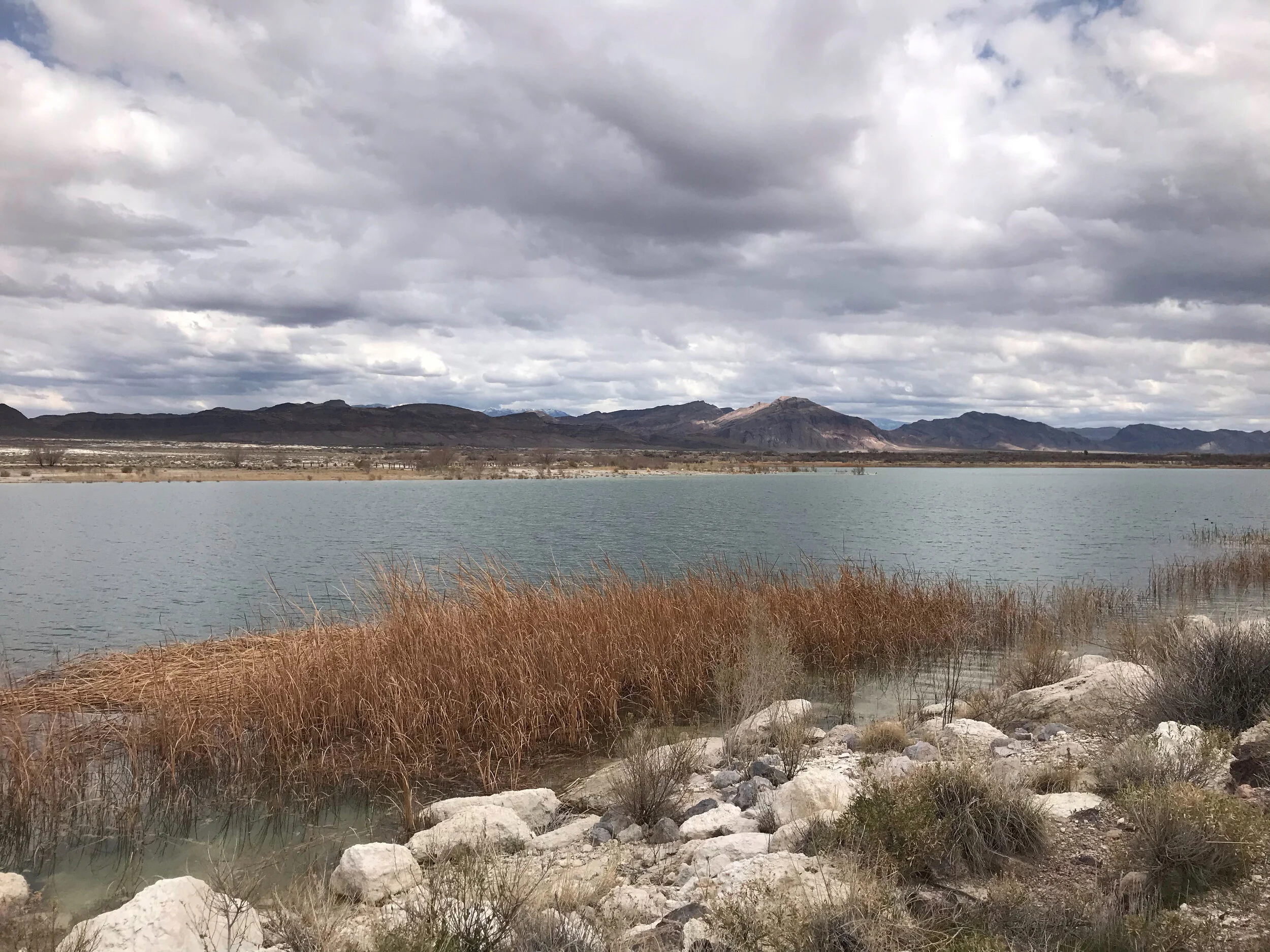 A Trip To Ash Meadows—&nbsp;An Oasis In The Mojave