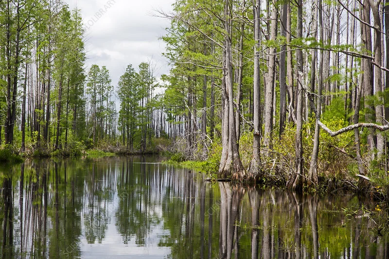 Twin Pines Minerals, LLC Reapplies For Permit To Strip Mine Near Okefenokee National Wildlife Refuge