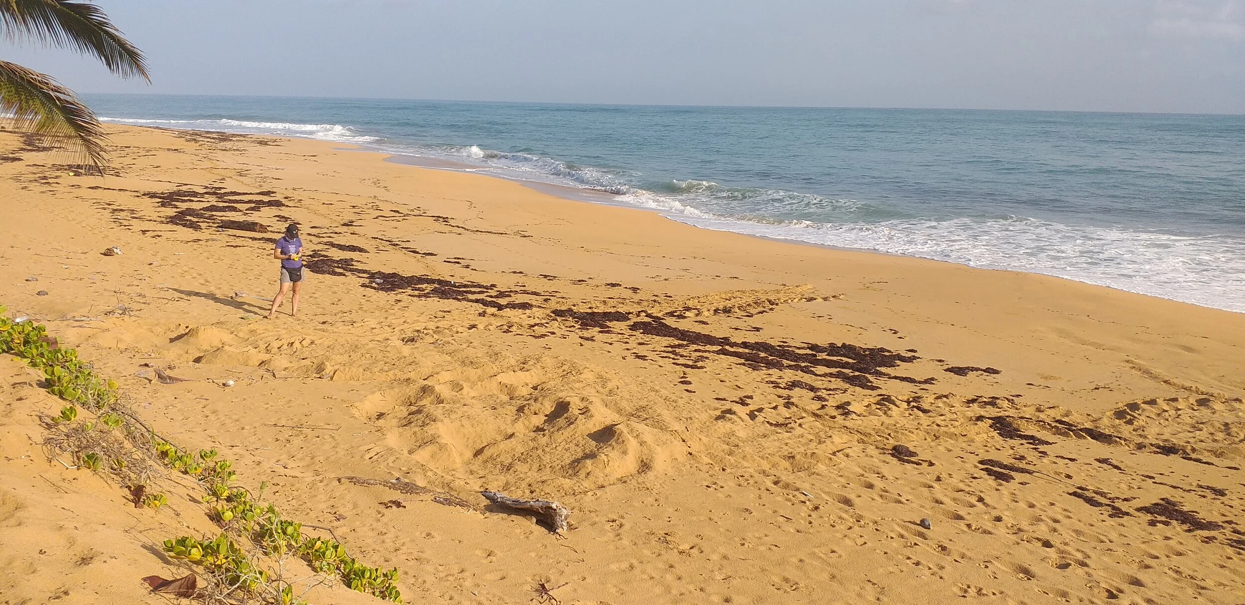 Working For Leatherback Sea Turtles During The COVID-19 Crisis