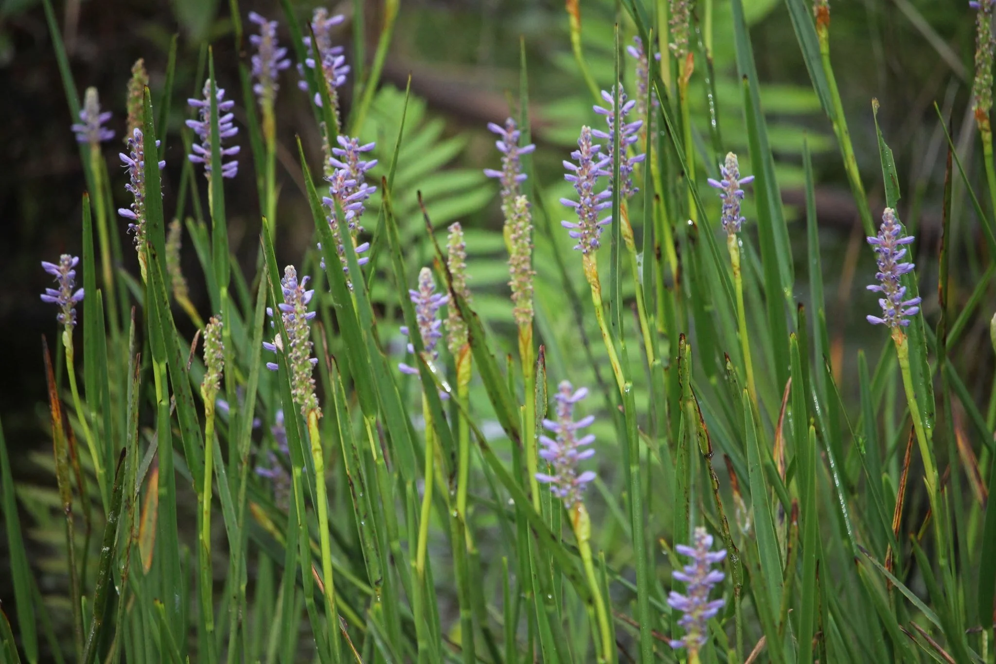 Please Attend The Okefenokee National Wildlife Refuge Public Meeting