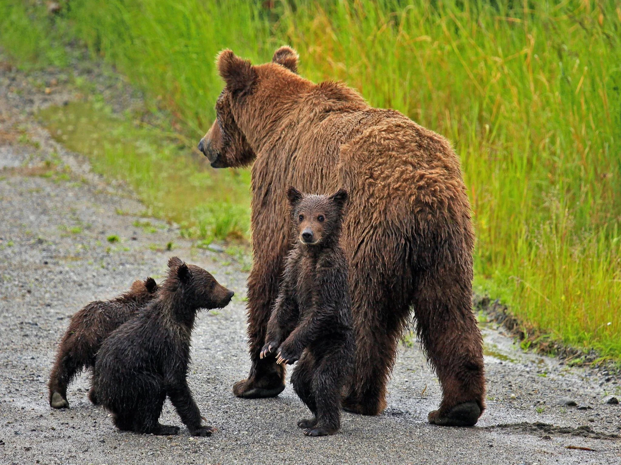 Plan Announced To Allow Baited Brown Bear Hunting In Kenai National Wildlife Refuge 