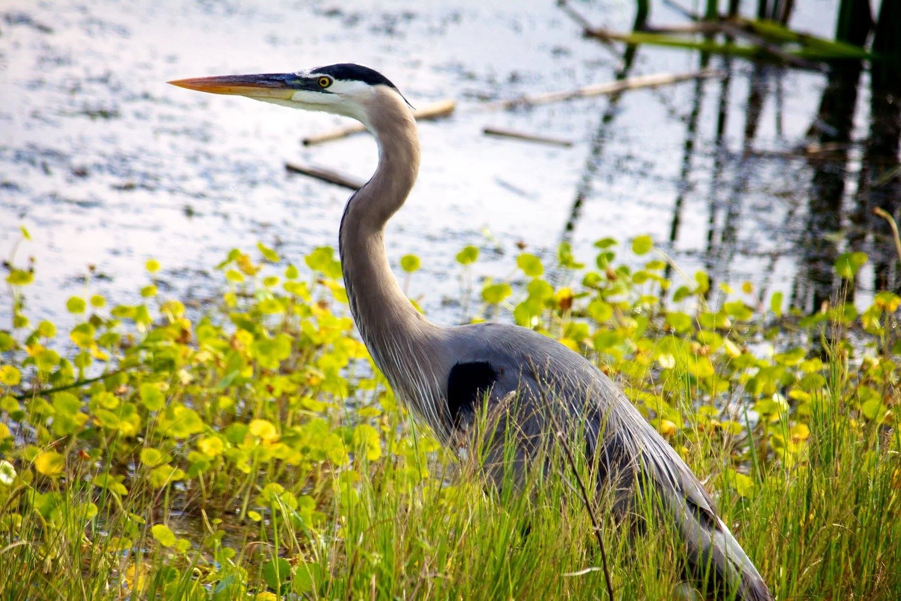 The Great American Outdoors Act: Funding For The National Wildlife Refuge System's Maintenece Backlog