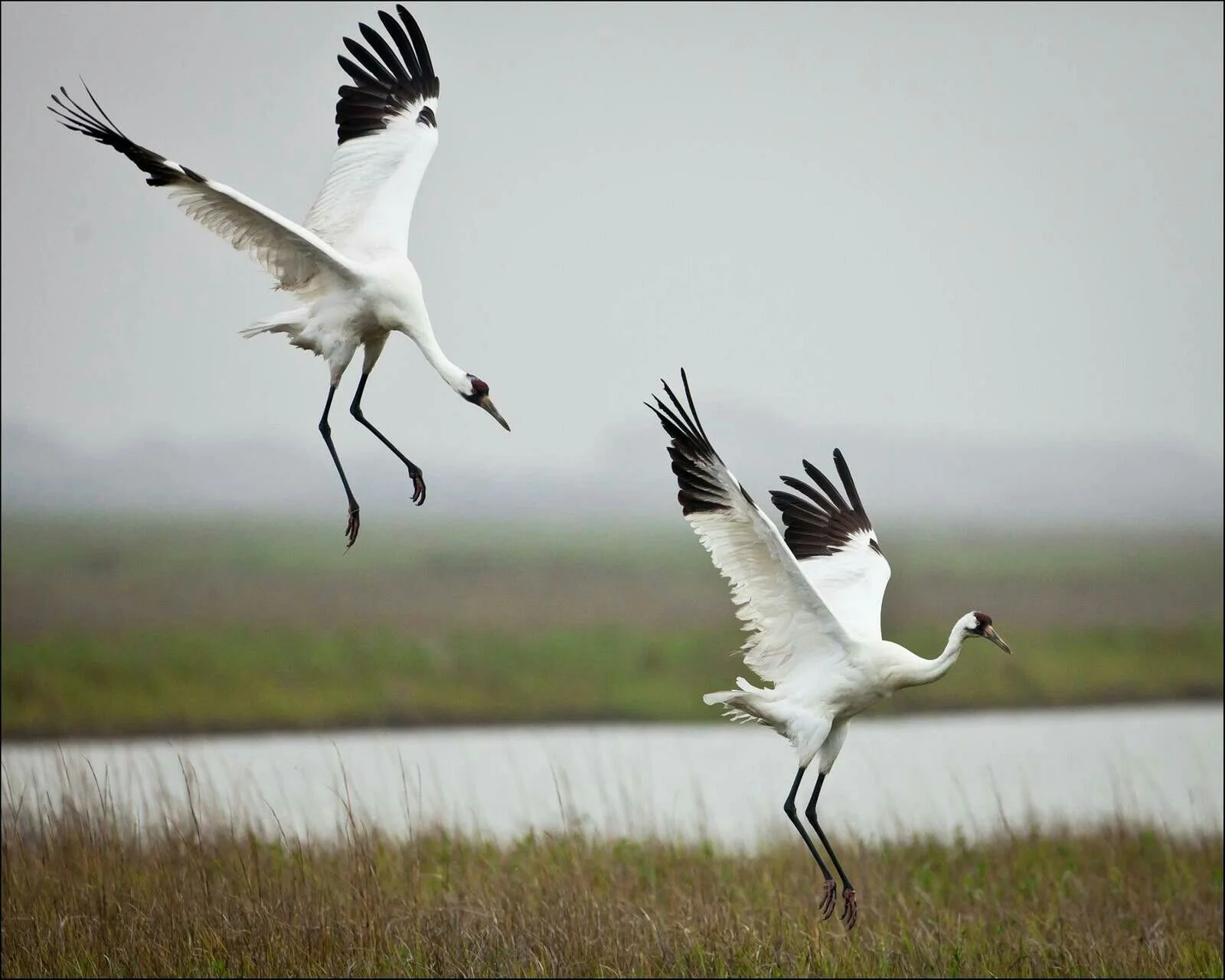 Where (Endangered) Wildlife Come First