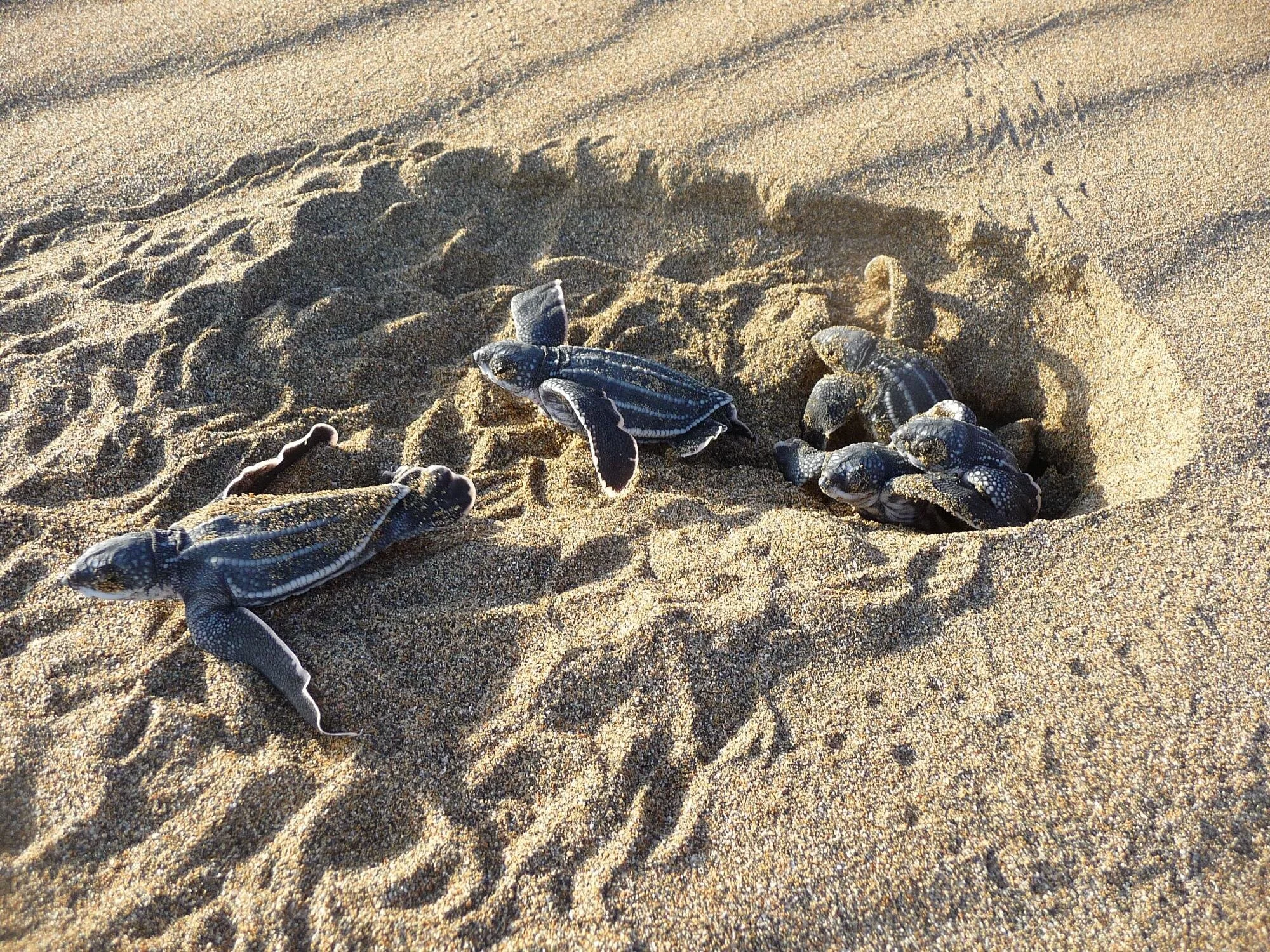 Leatherback Sea Turtle Habitat Restoration In Puerto Rico