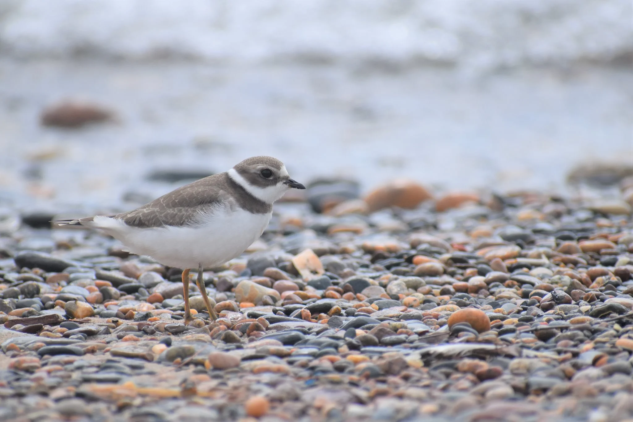 Reflecting On A Momentous Week For Our National Wildlife Refuges