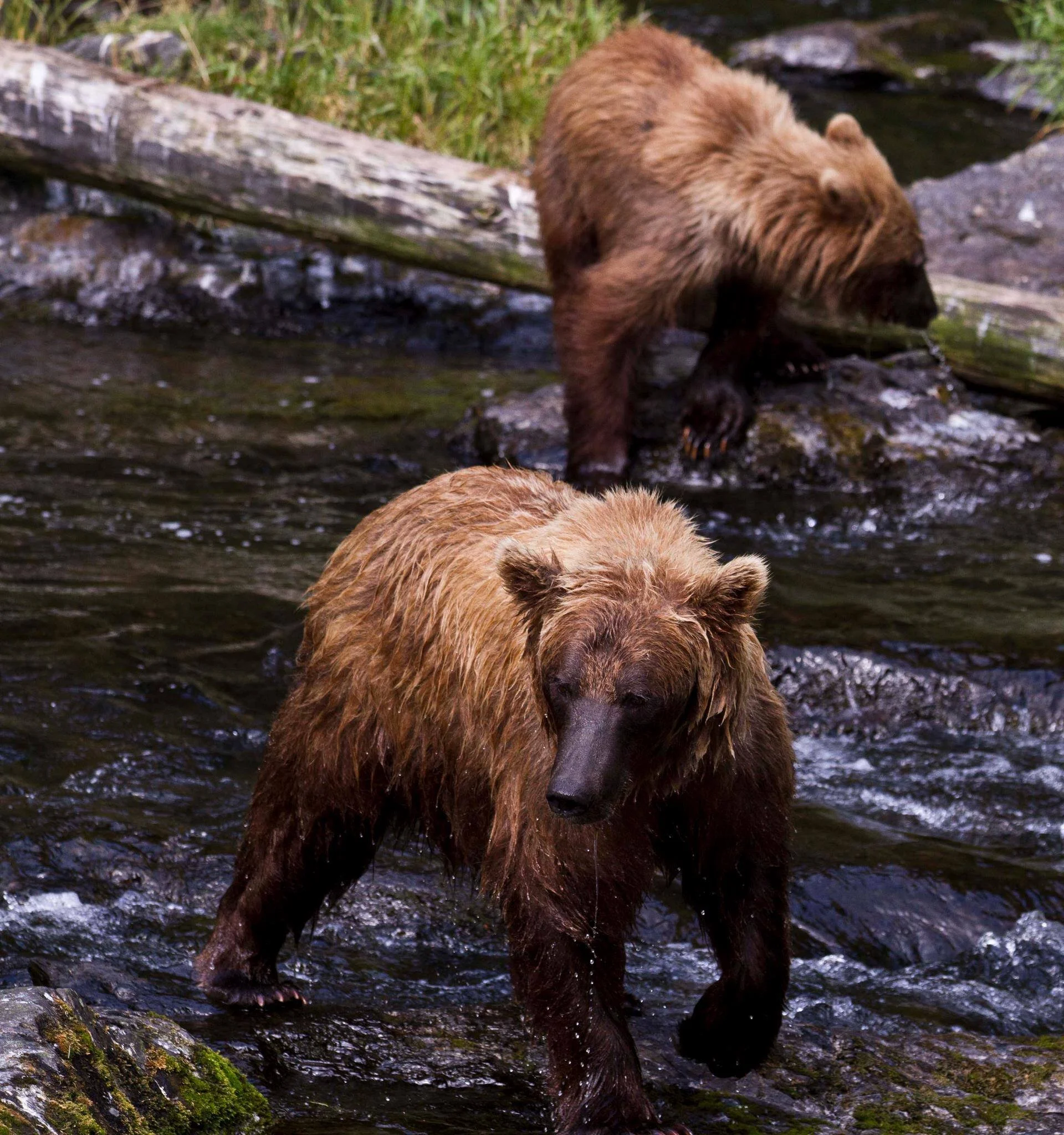 Battling Barbaric Practices At Kenai National Wildlife Refuge