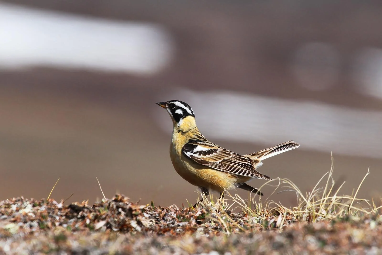 A Great Conservation Win: The Great American Outdoors Act Becomes Law