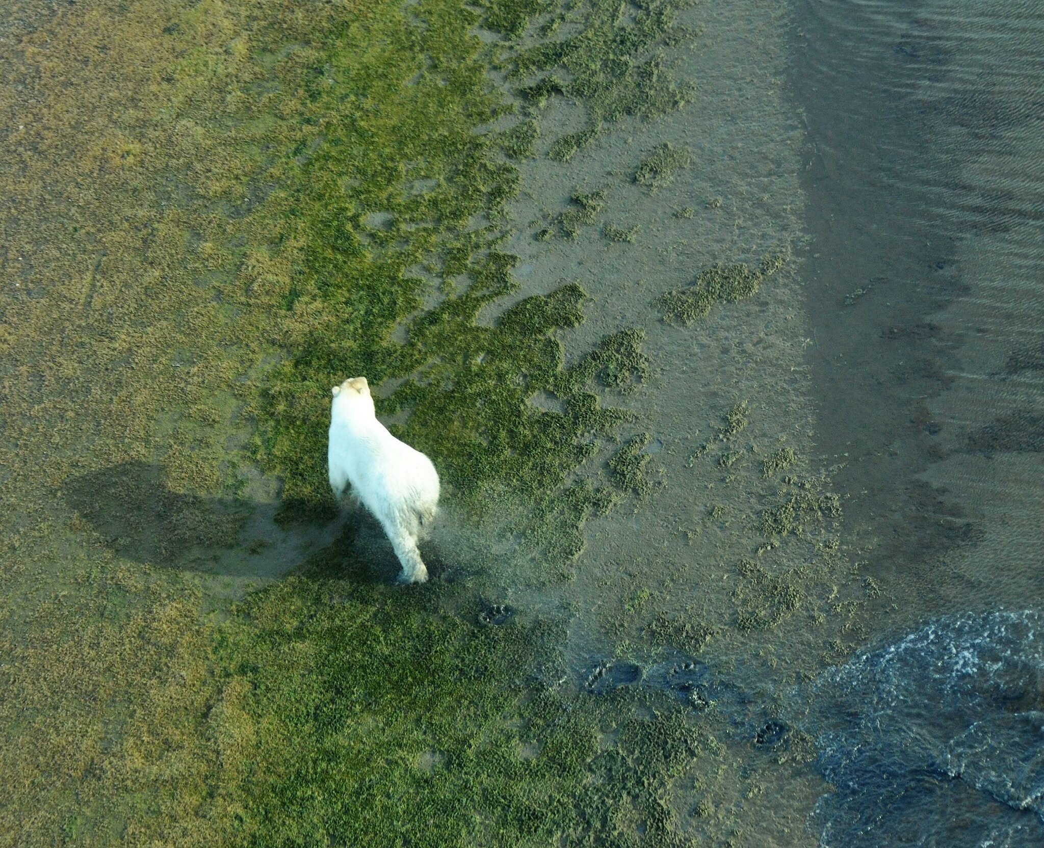 Trump Administration Trying to Sell Leases in Arctic Refuge Before Presidential Transition