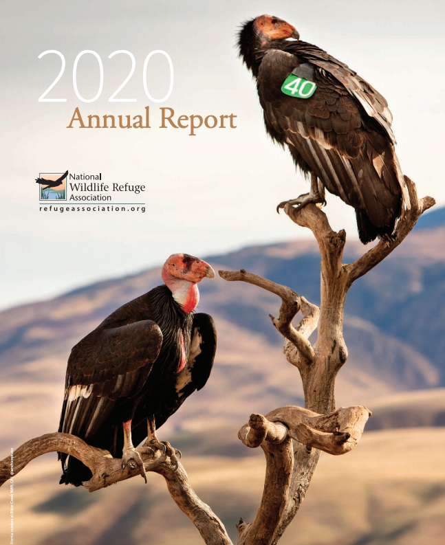 Screen Shot 2021-02-05 at 2.55.45 PM.png