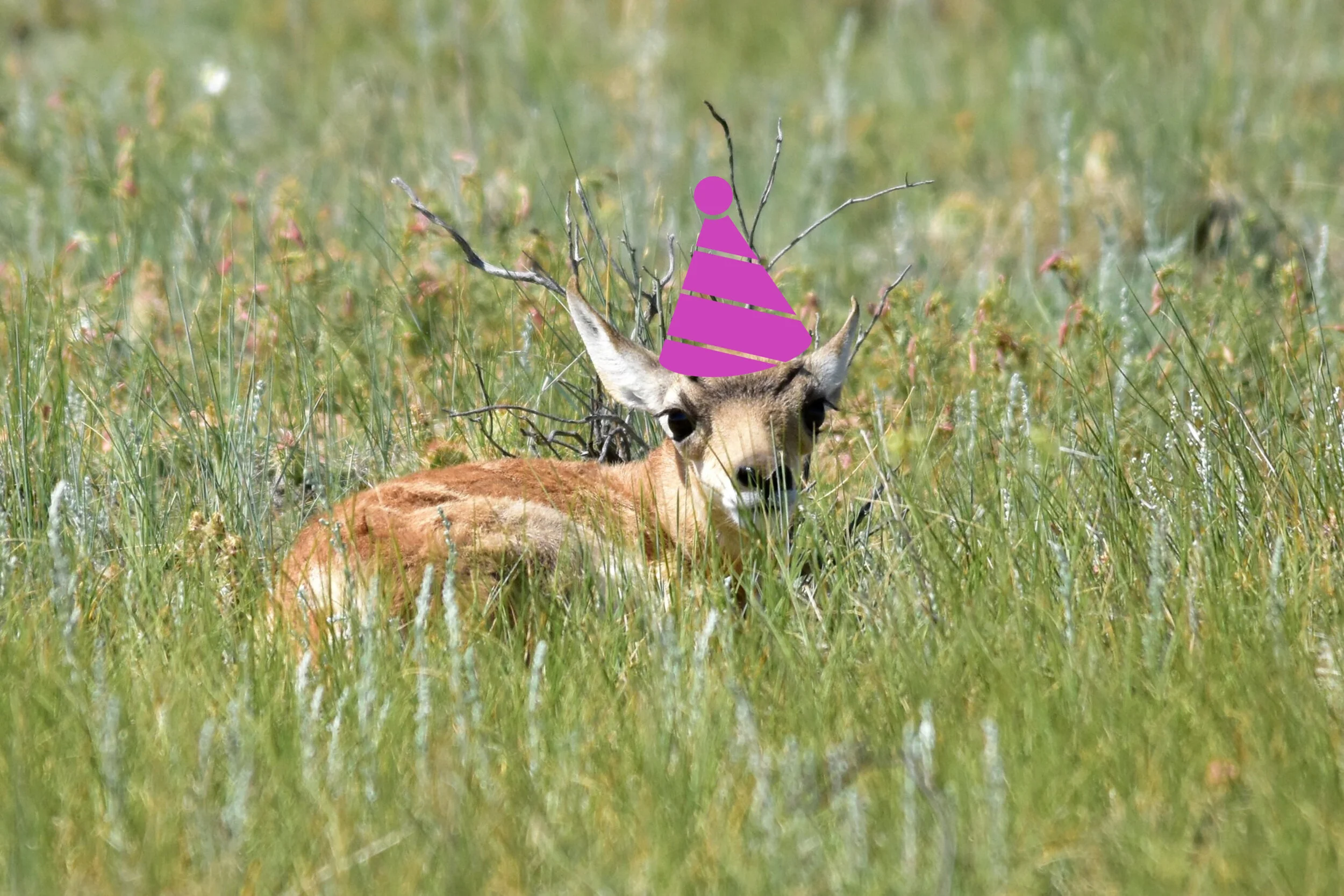 Happy 118th Birthday To The National Wildlife Refuge System!