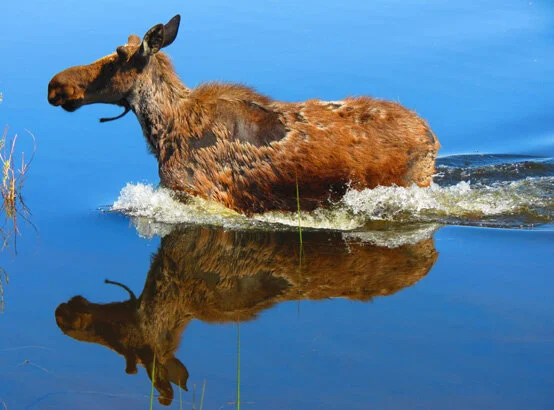 The National Wildlife Refuge Association Announces 2021 Refuge Awards