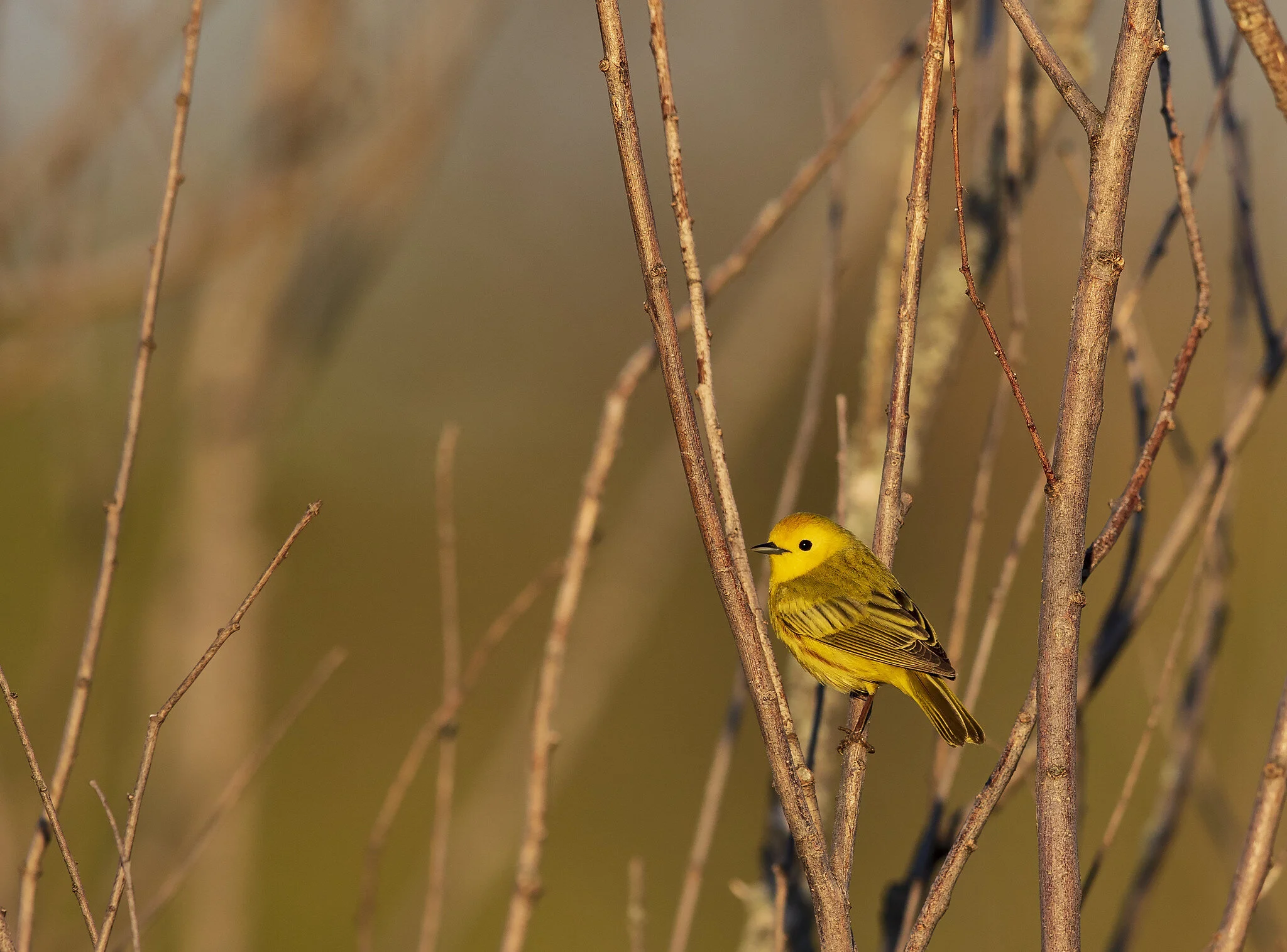 Outstanding individual and group efforts recognized  at annual Refuge Awards program by the National Wildlife Refuge Association