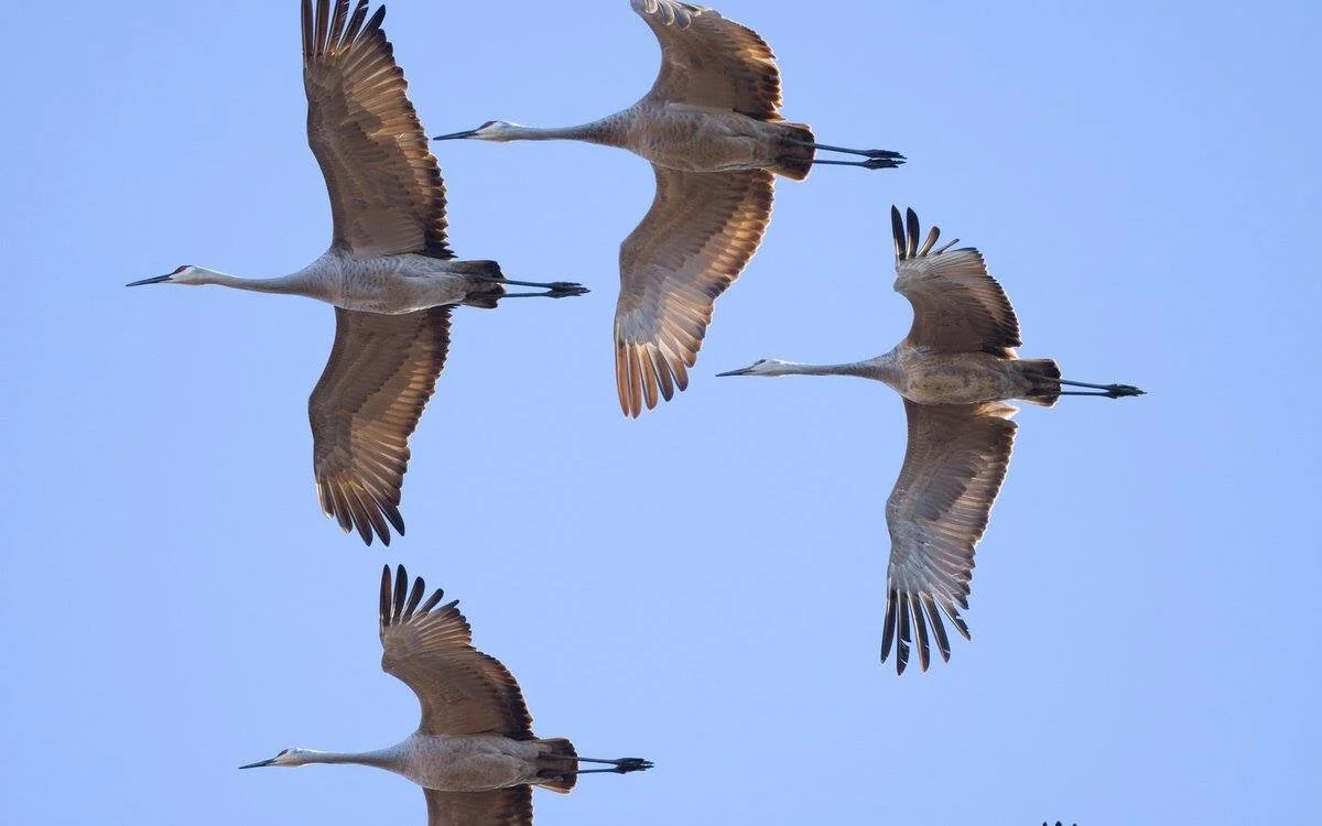 Protections of the Migratory Bird Treaty Act Restored To Benefit Birds