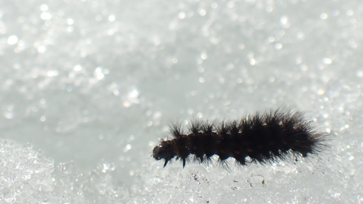 Wildlife comes in all sizes and shapes. This ruby tiger moth caterpillar is getting along fine despite the spring blanket of snow | Matt Bowser / USFWS