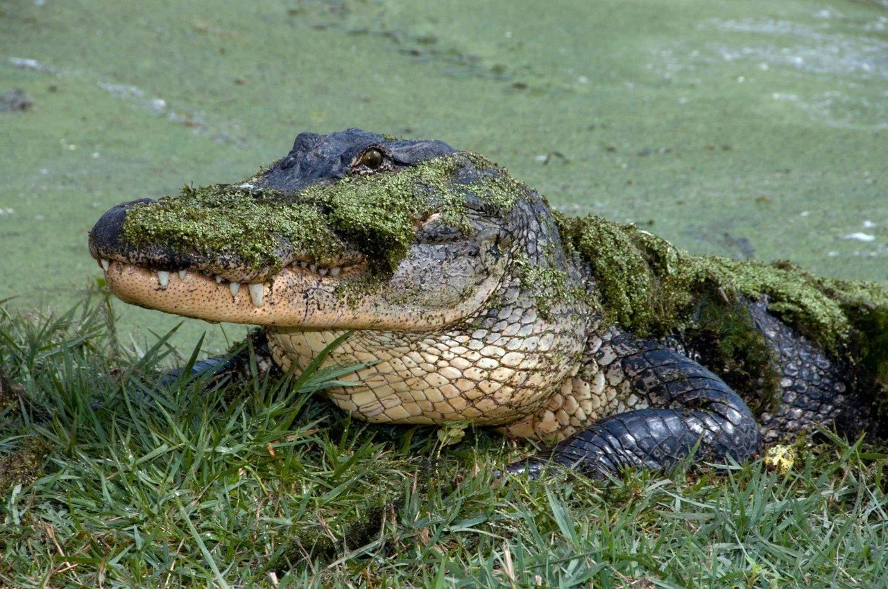 Spotlight On Refuge Projects: Bayou Sauvage Urban National Wildlife Refuge Expansion