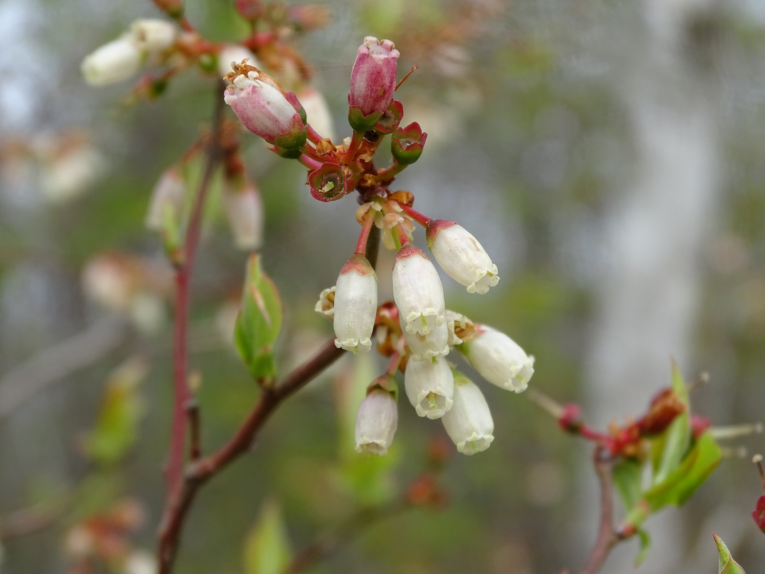 Highland blueberry | Bob Glennon