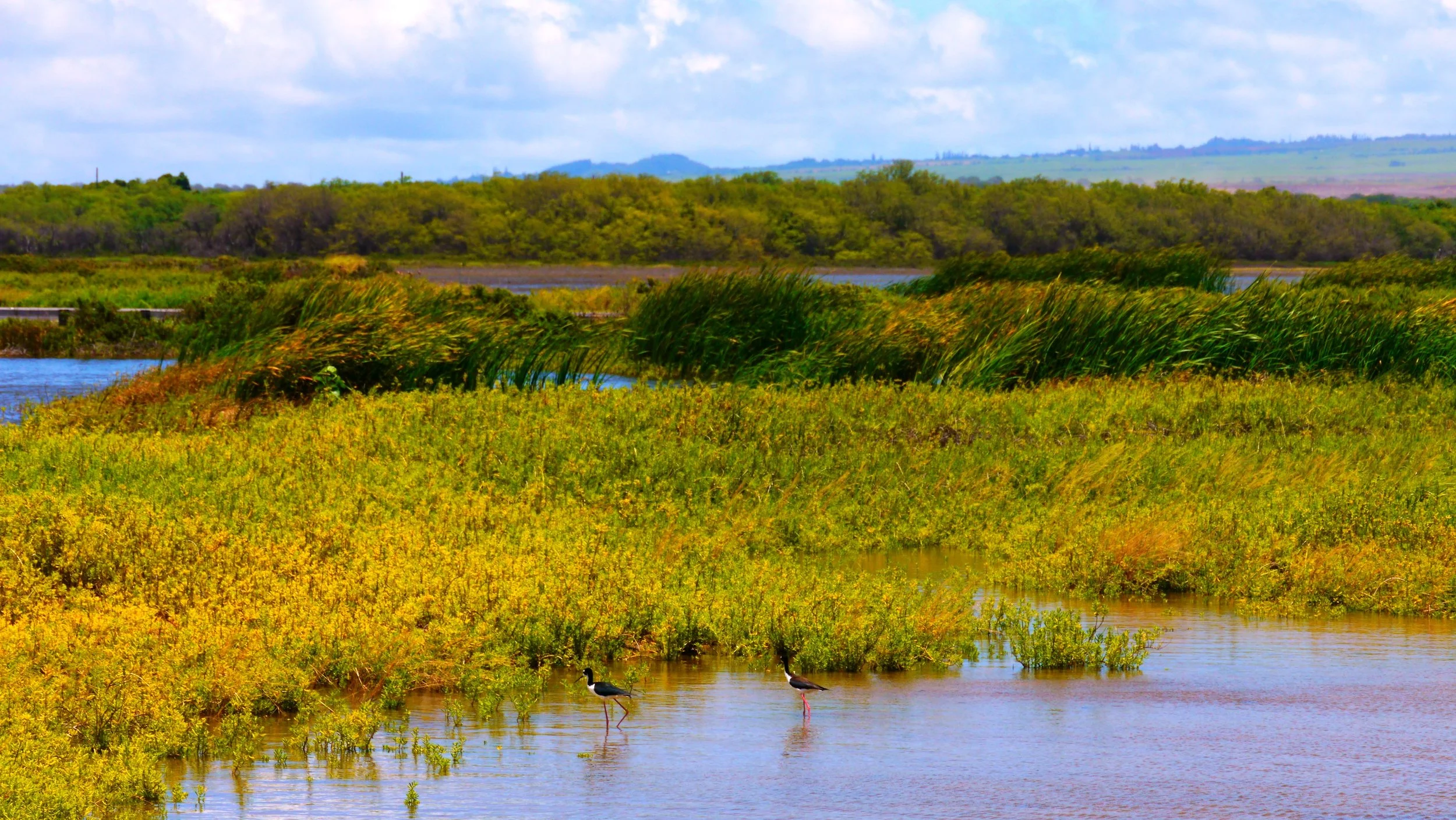 Keālia Pond National Wildlife Refuge Takeover — Young Ambassadors