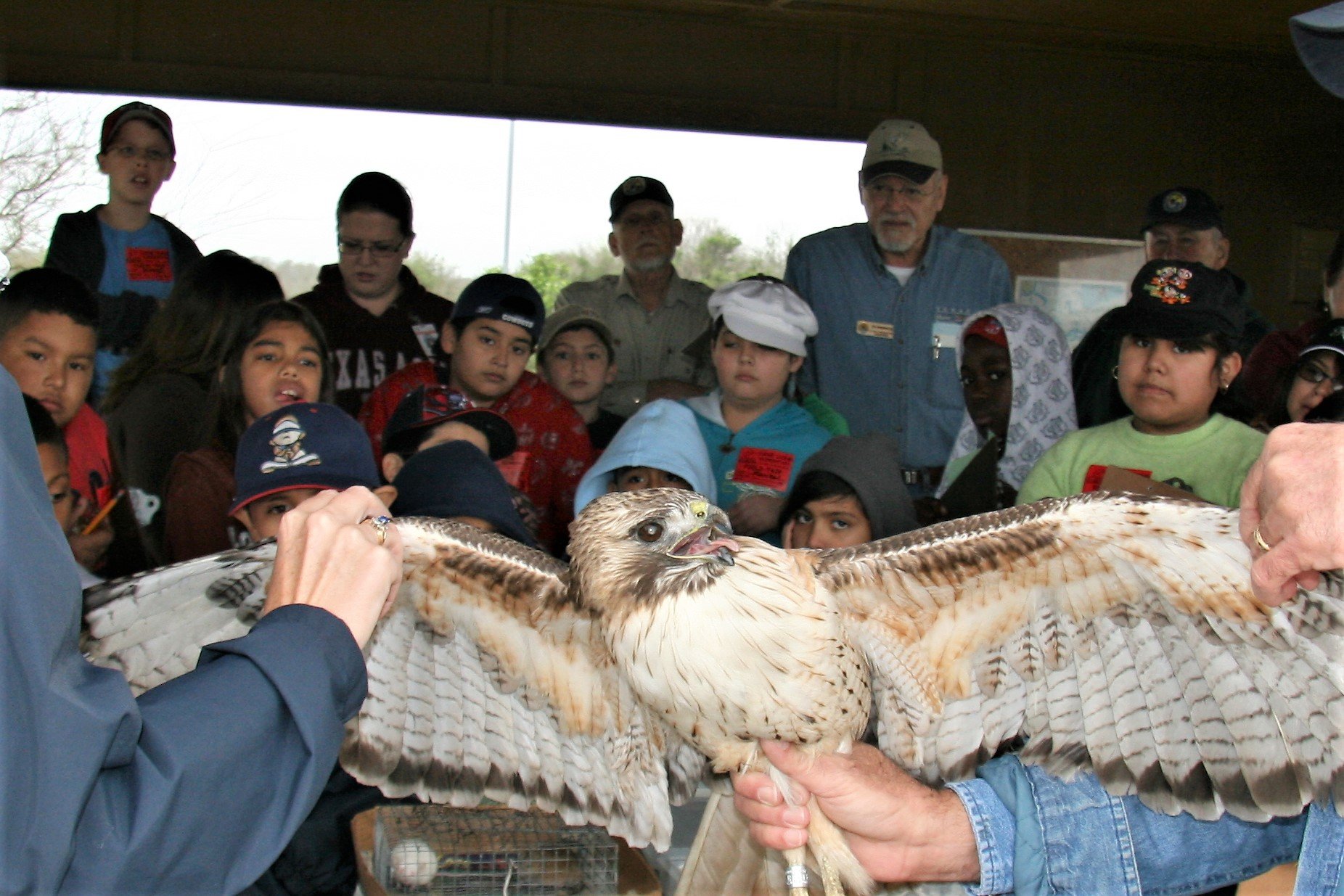 Banding a red-tailed hawk gets the attention of all | Marty Cornell
