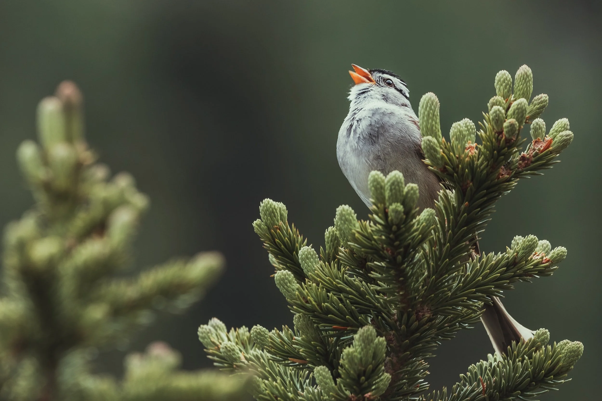 Birding Community E-Bulletin — The National Wildlife Refuge Association