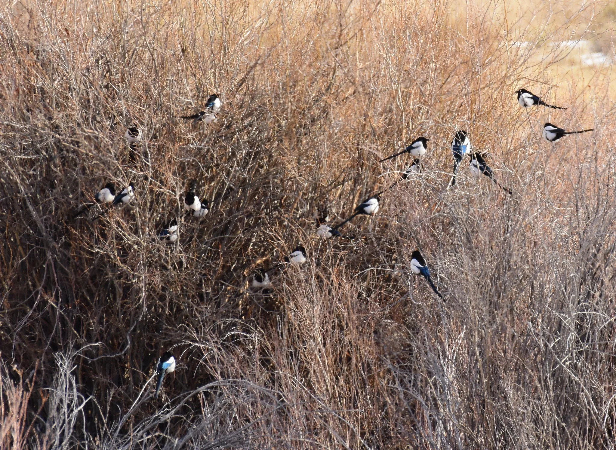 Feathery Fun: Celebrating National Bird Day and the Importance of the National Wildlife Refuge System