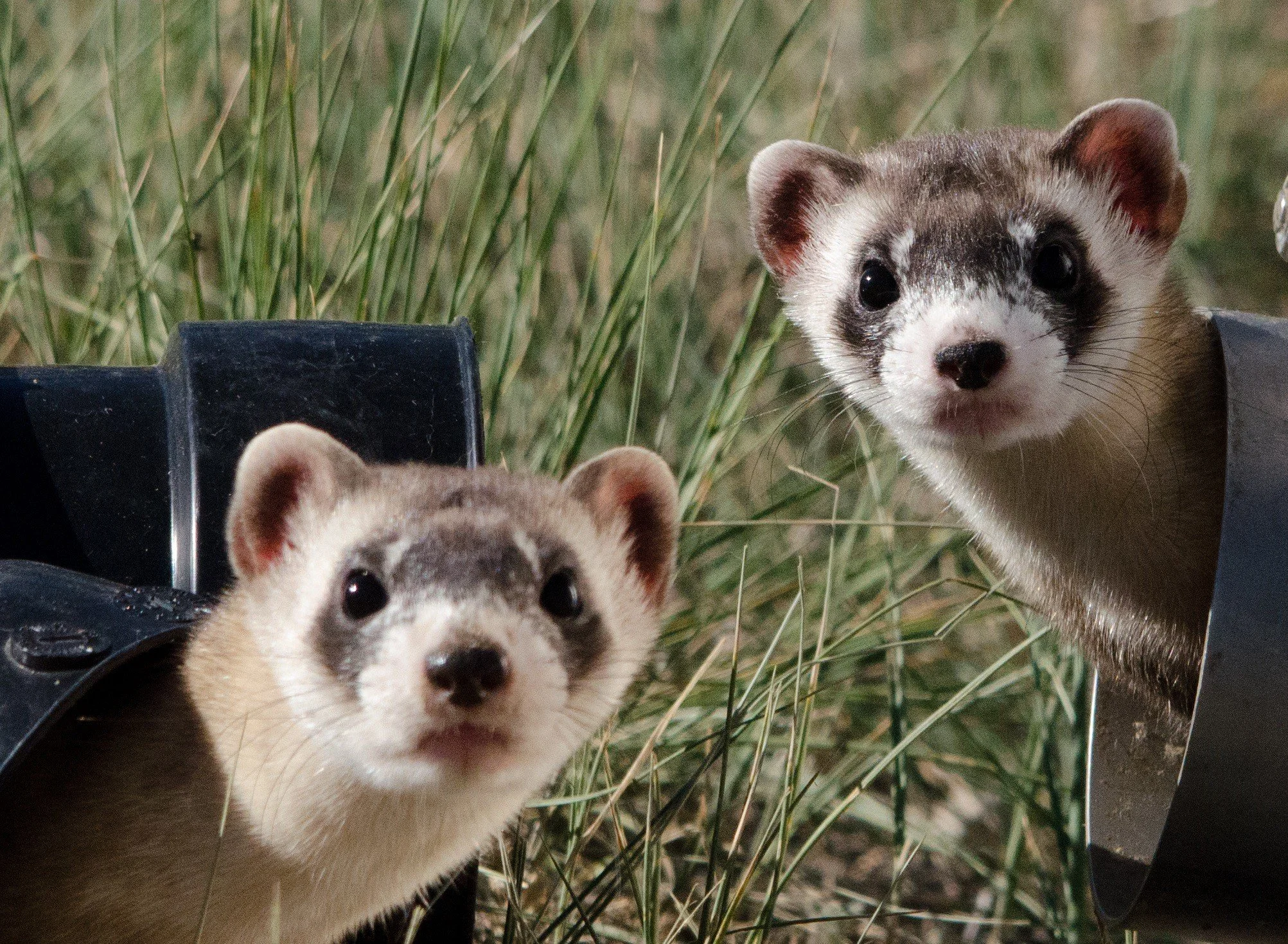 Celebrating Success: The Remarkable Return of the Black-Footed Ferret