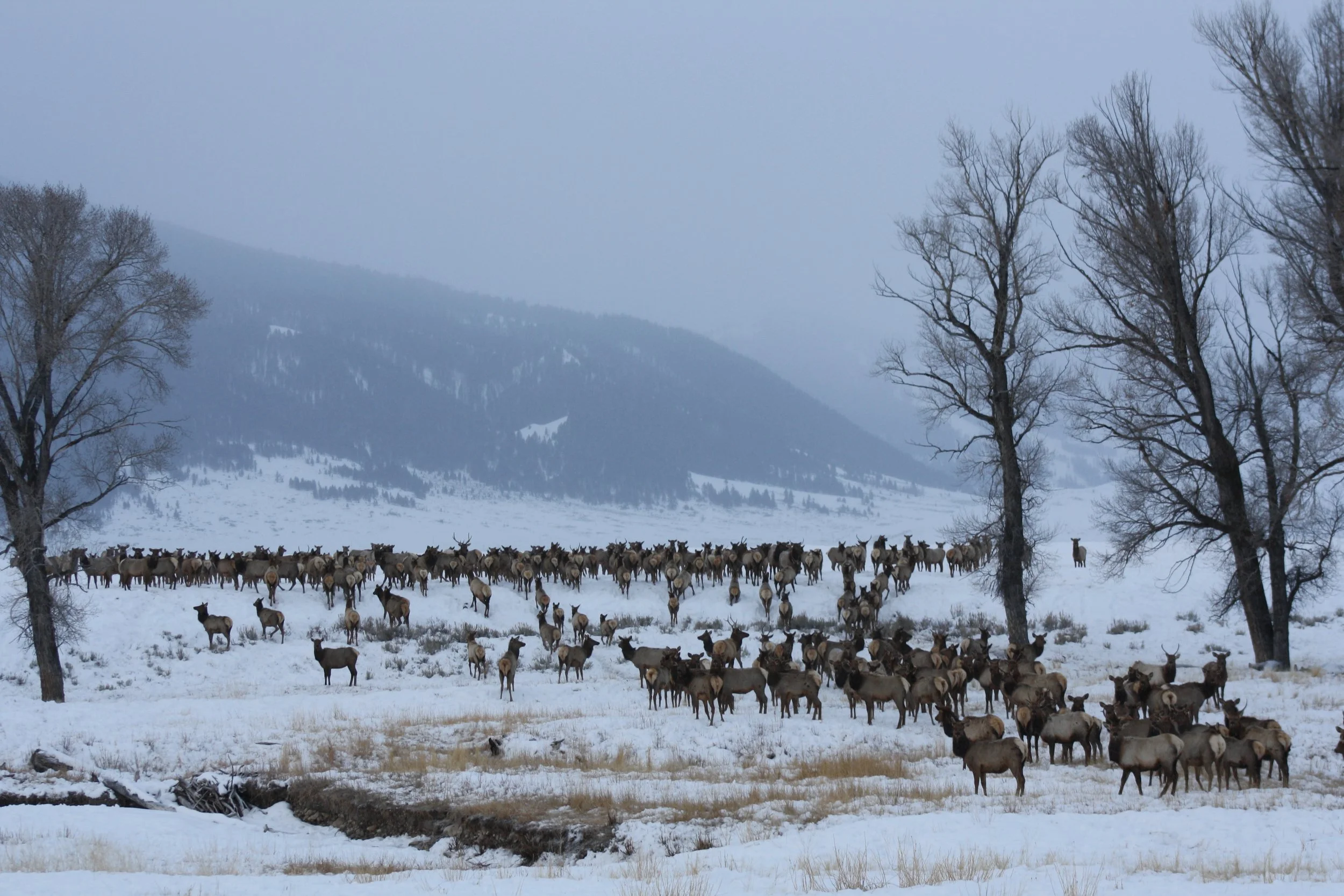 Winter's Tranquility Descends Upon National Wildlife Refuges: A Season of Sparkling Silence and Quiet Wonders