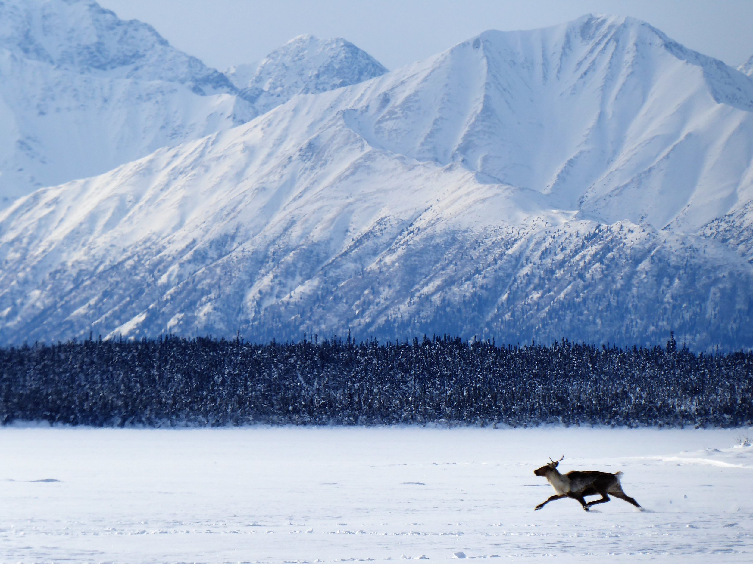 Caribou on Tetlin National Wildlife Refuge, AK | Chelsea Arnold/USFWS.
