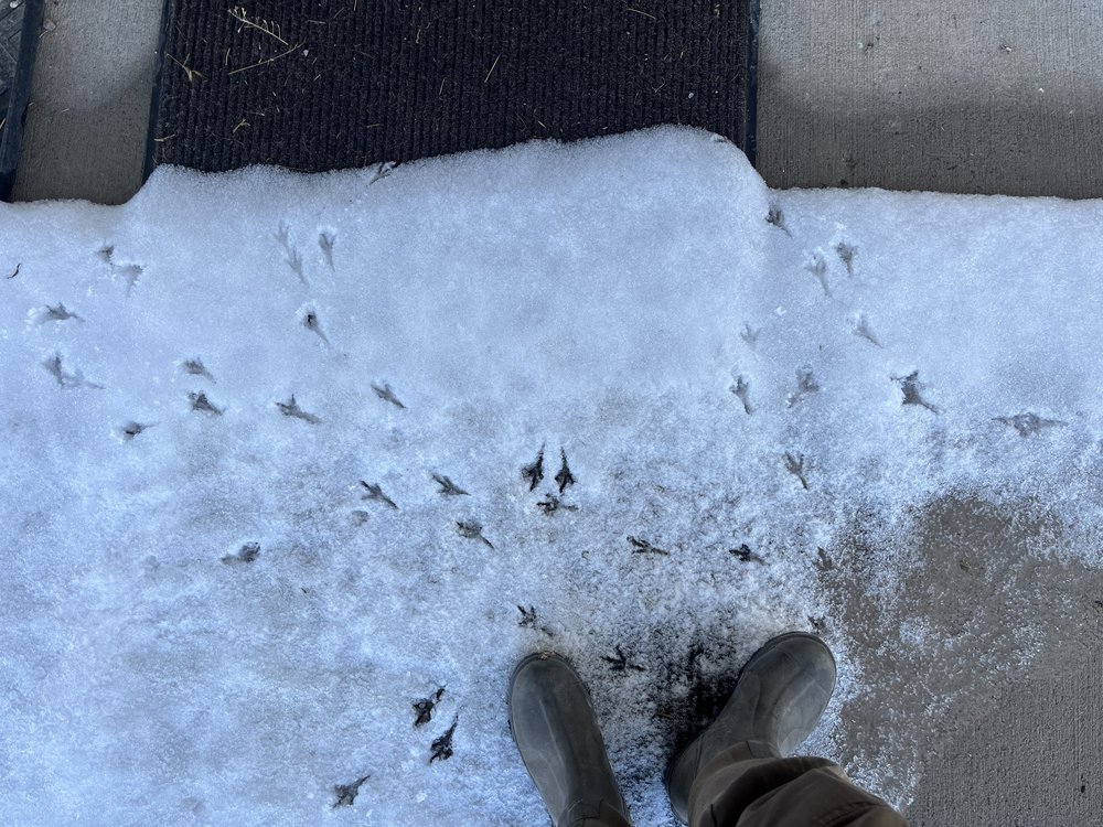 Bird tracks at Grays Lake National Wildlife Refug, ID | Dana Duran/USFWS