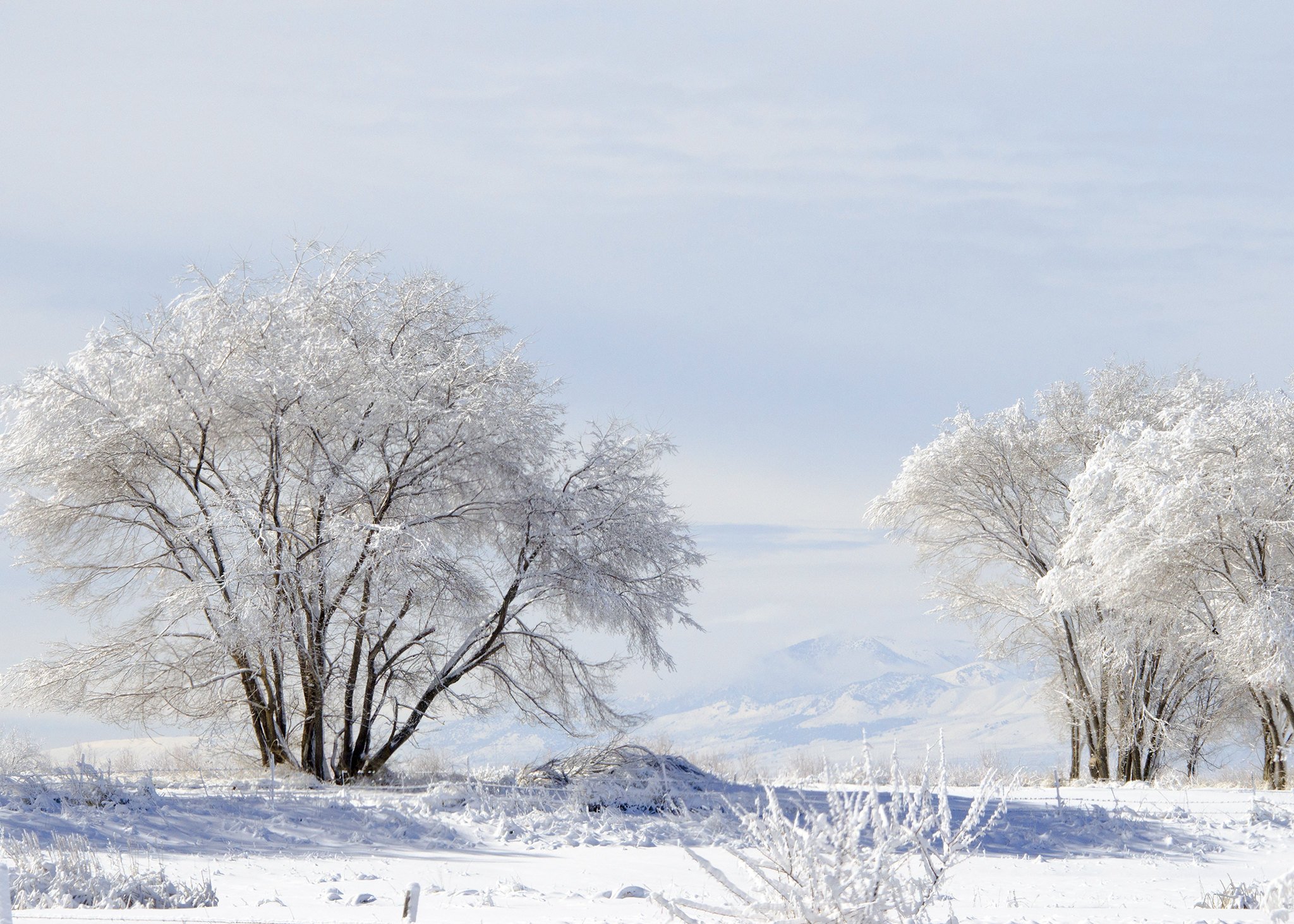 Snowy trees at Bear River Migratory Bird Refuge, UT | John Zaker / USFWS