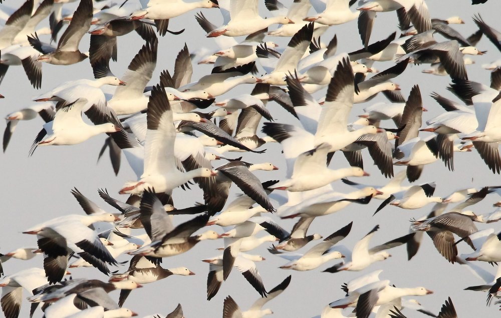 Flock of snow geese | USFWS
