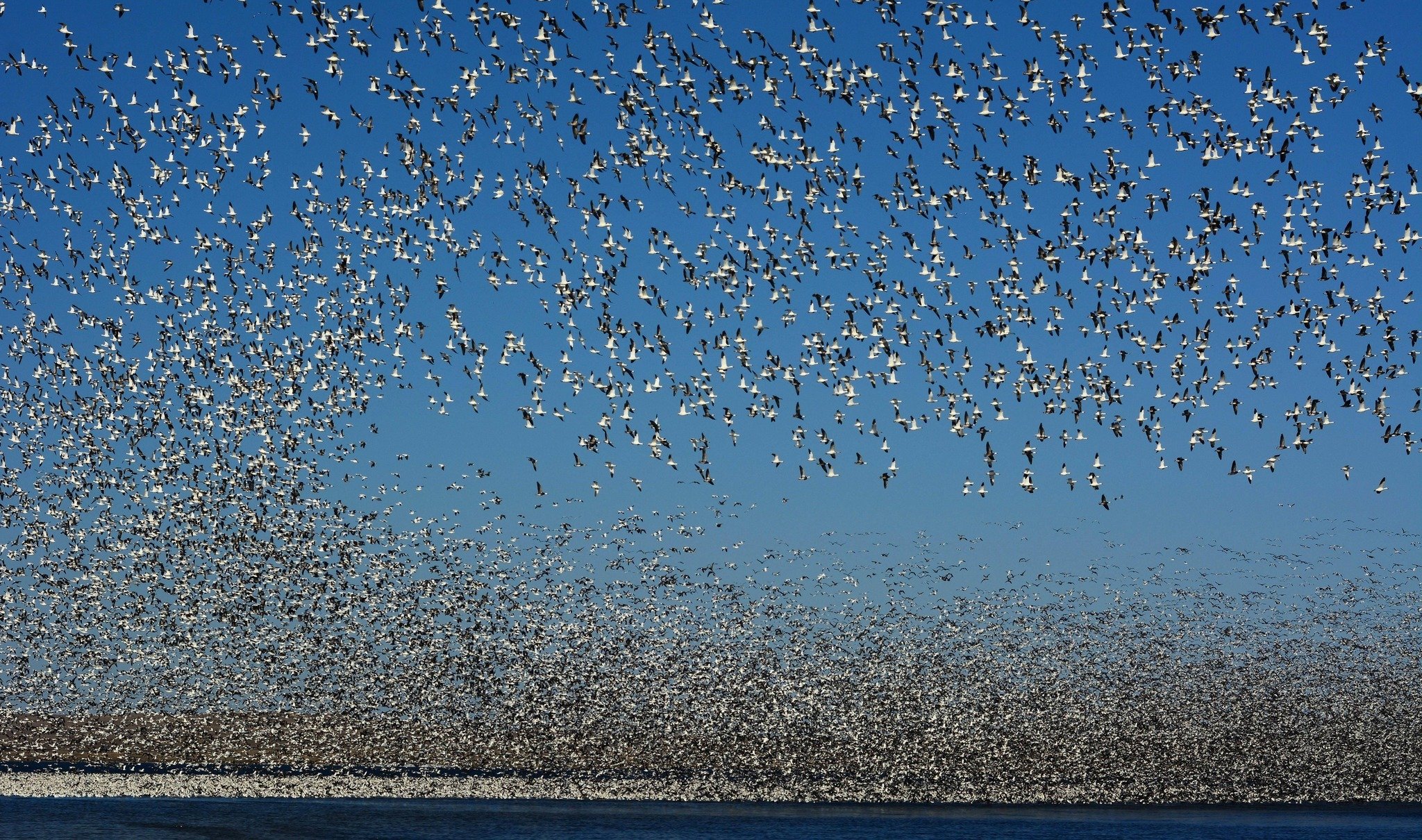 Huge flock of snow geese | USFWS