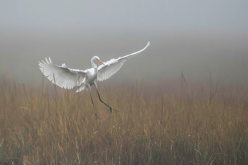 Great egret landing | Keith Carver/Creative Commons