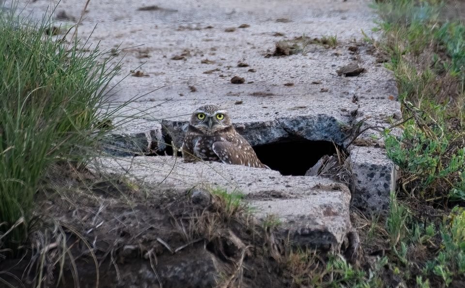 Burrowing Owl uses old concrete bunker for shelter at Anahuac National Wildlife Refuge, TX | USFWS