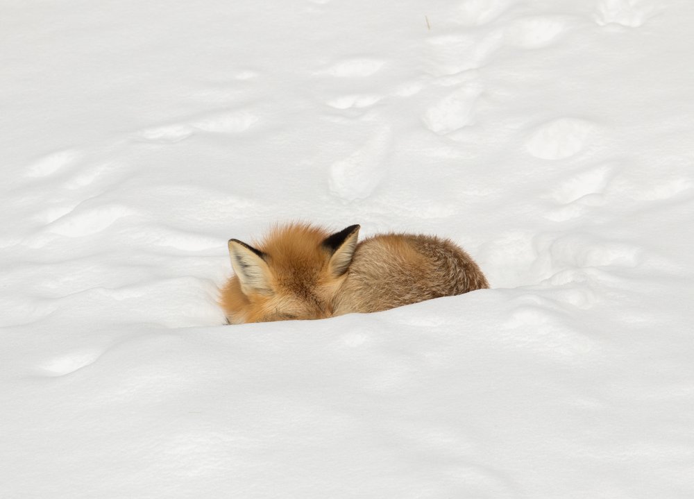 Red Fox naps in snow | Jim Peaco/NPS