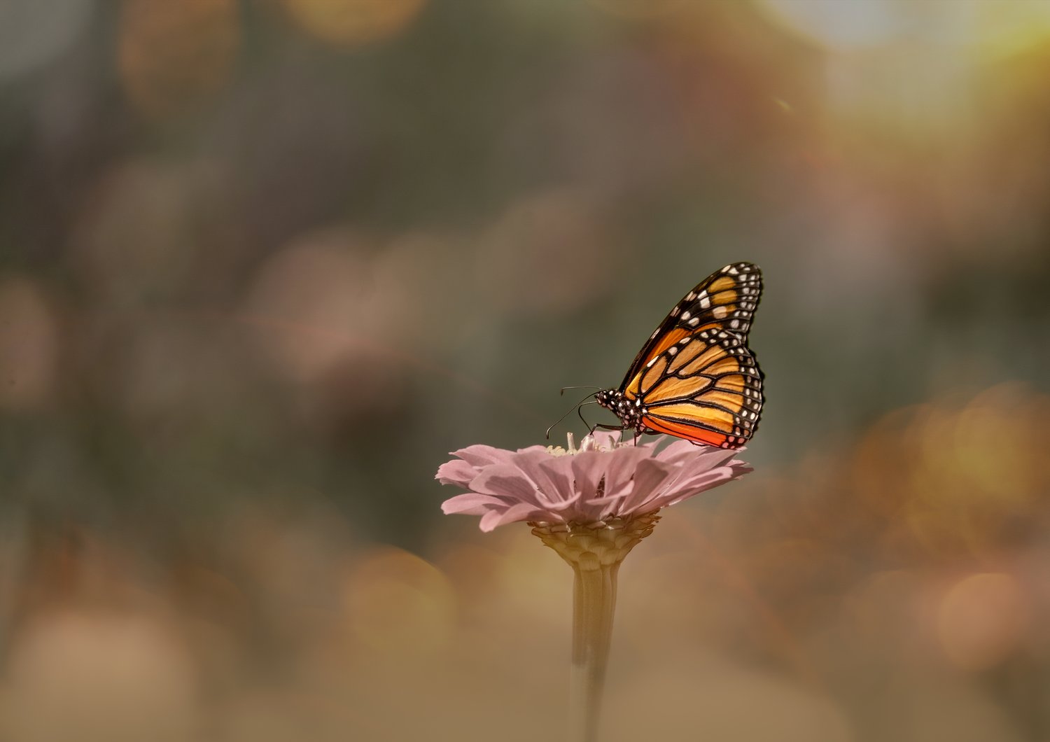 Monarchs On The Move: The Epic Journey of Survival For Nature’s Tiny Titans