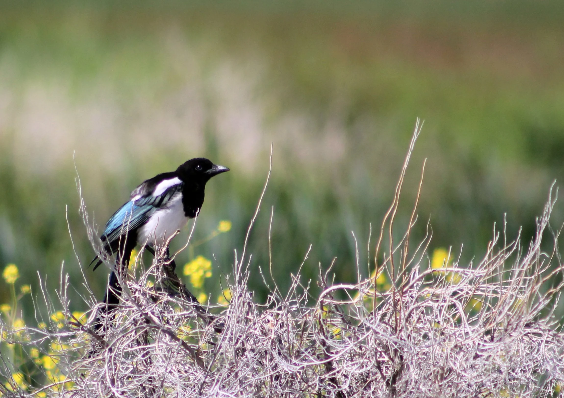 National Wildlife Refuge Association Condemns Proposed Transfer Of Camas National Wildlife Refuge To State Control