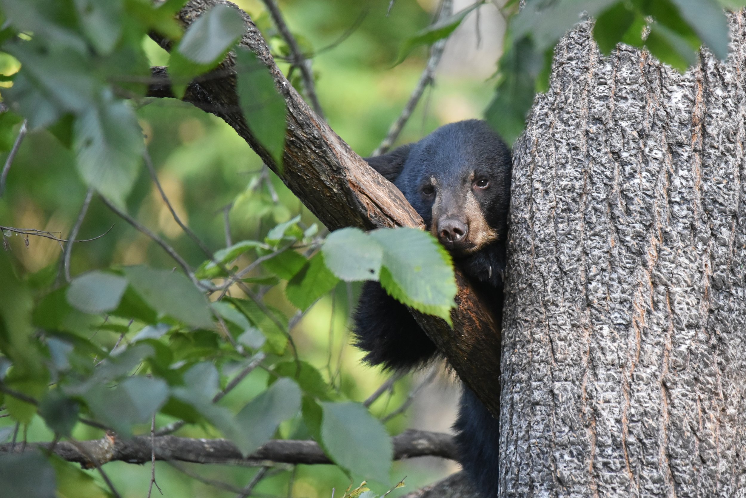 President’s FY2026 Budget Request Deepens Cuts To An Already Gutted National Wildlife Refuge System