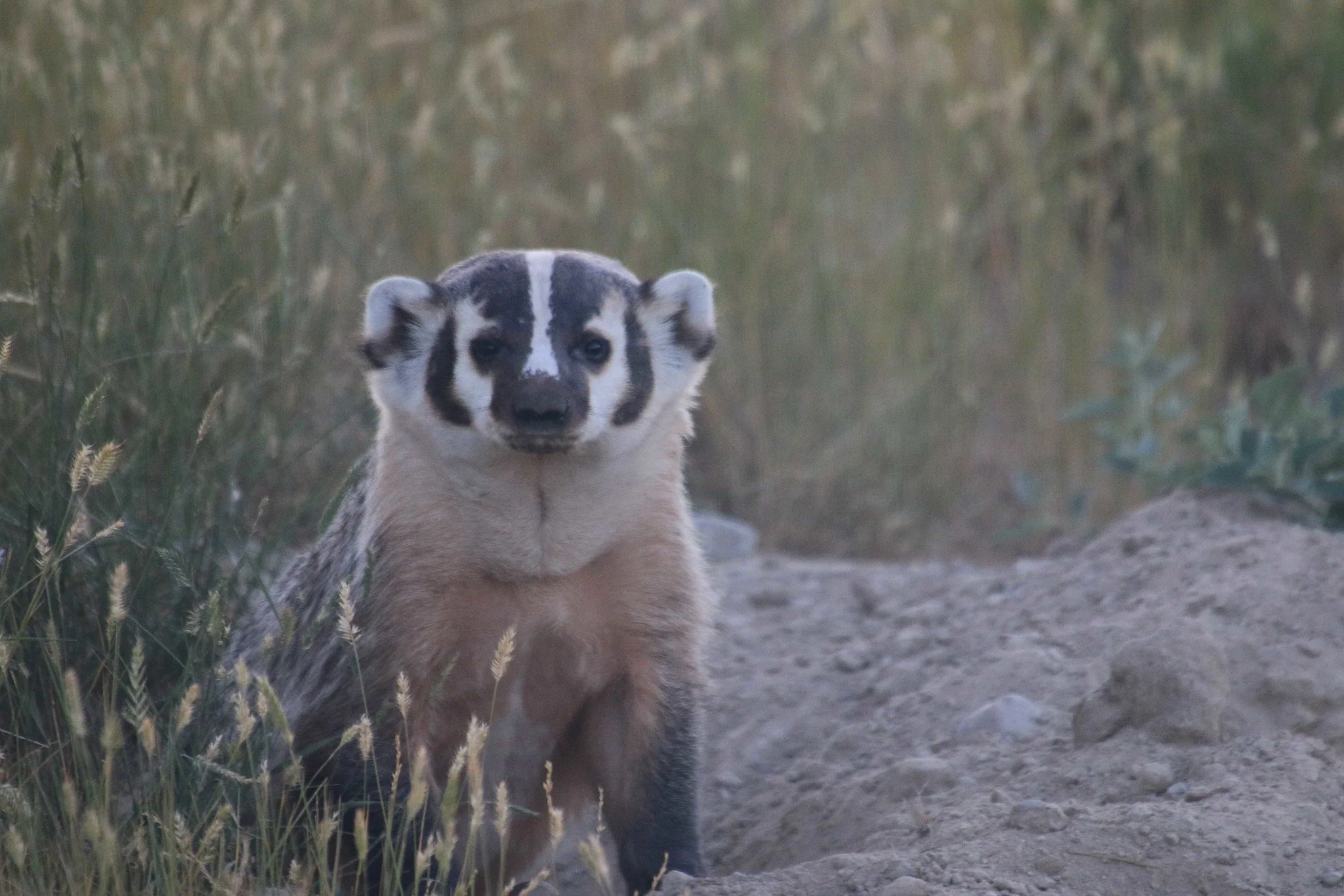 U.S. Fish and Wildlife Service Launches Review of the National Wildlife Refuge &amp; Fish Hatchery Systems: What We Know and How to Engage