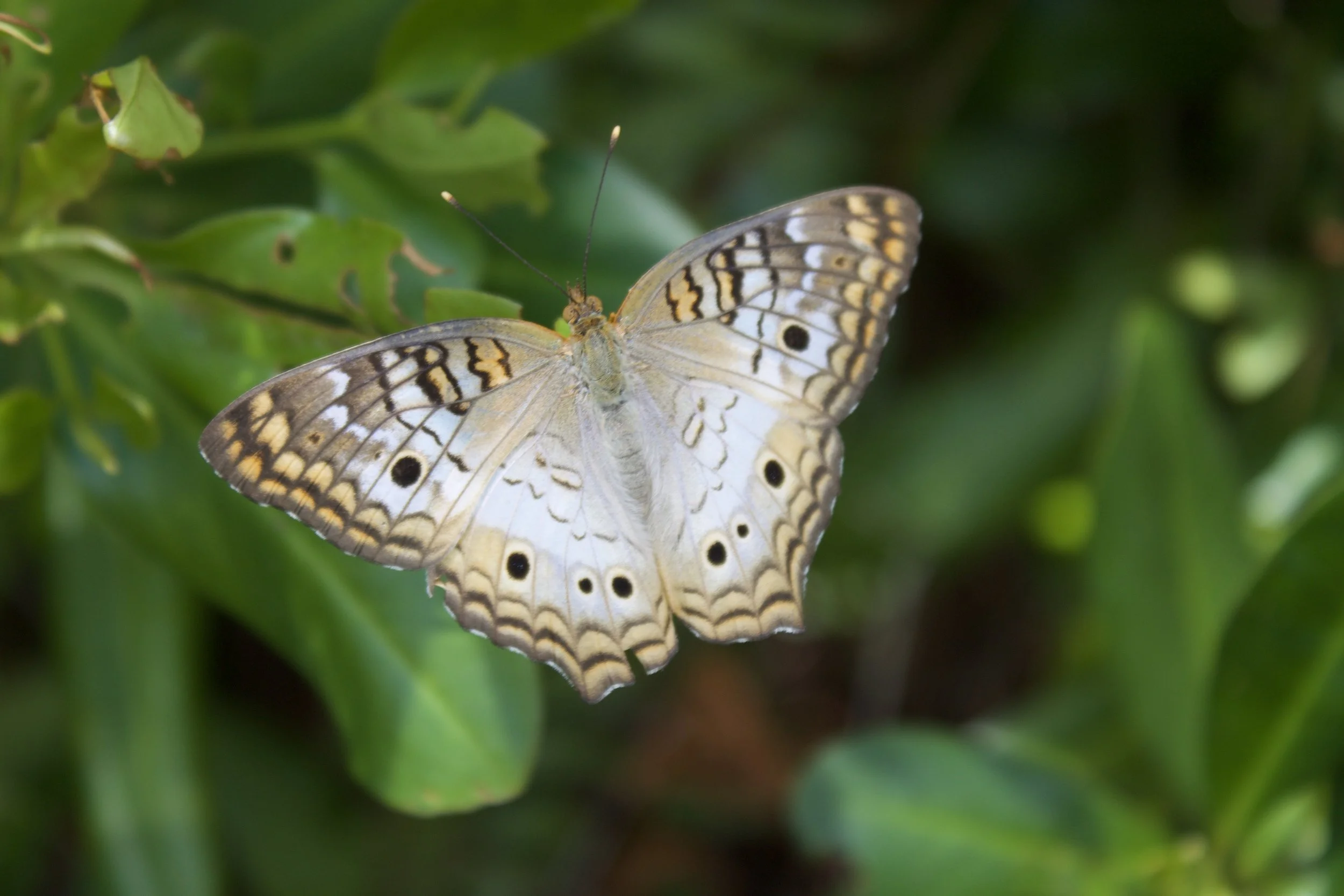 National Wildlife Refuge Association Receives Three-Year Grant for South Florida Urban Wildlife Refuge Project