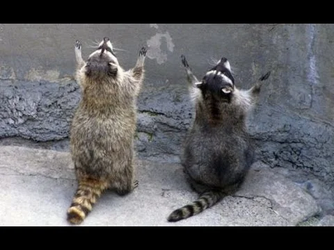 racoons.jpg