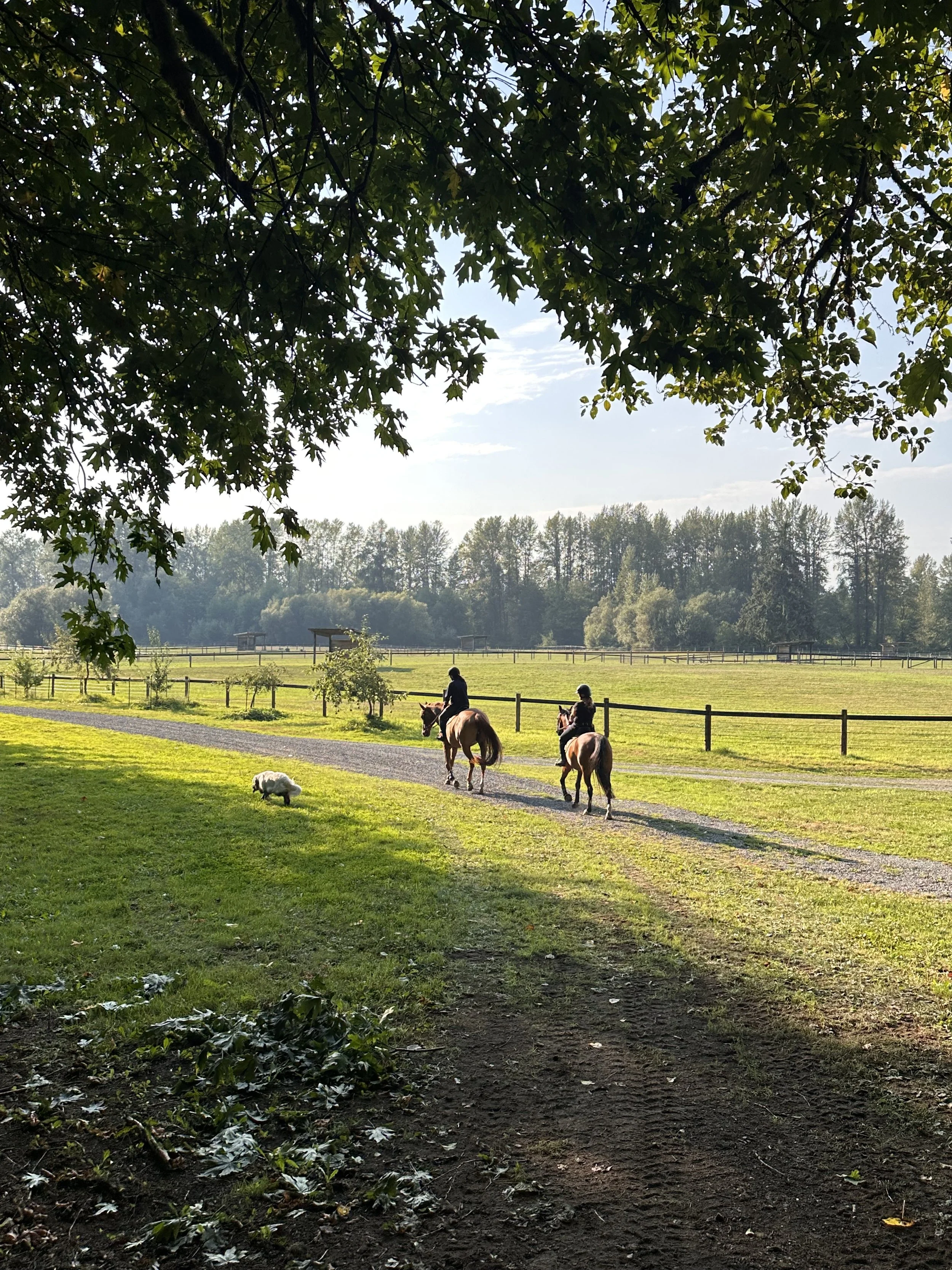 Two people riding horses along a dirt path in a grassy, fenced field on a sunny day, with a small white dog walking nearby and trees in the background.