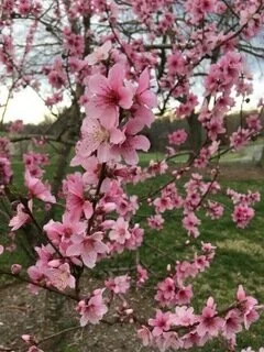 Spring has sprung at Edgewood Miller Farm!