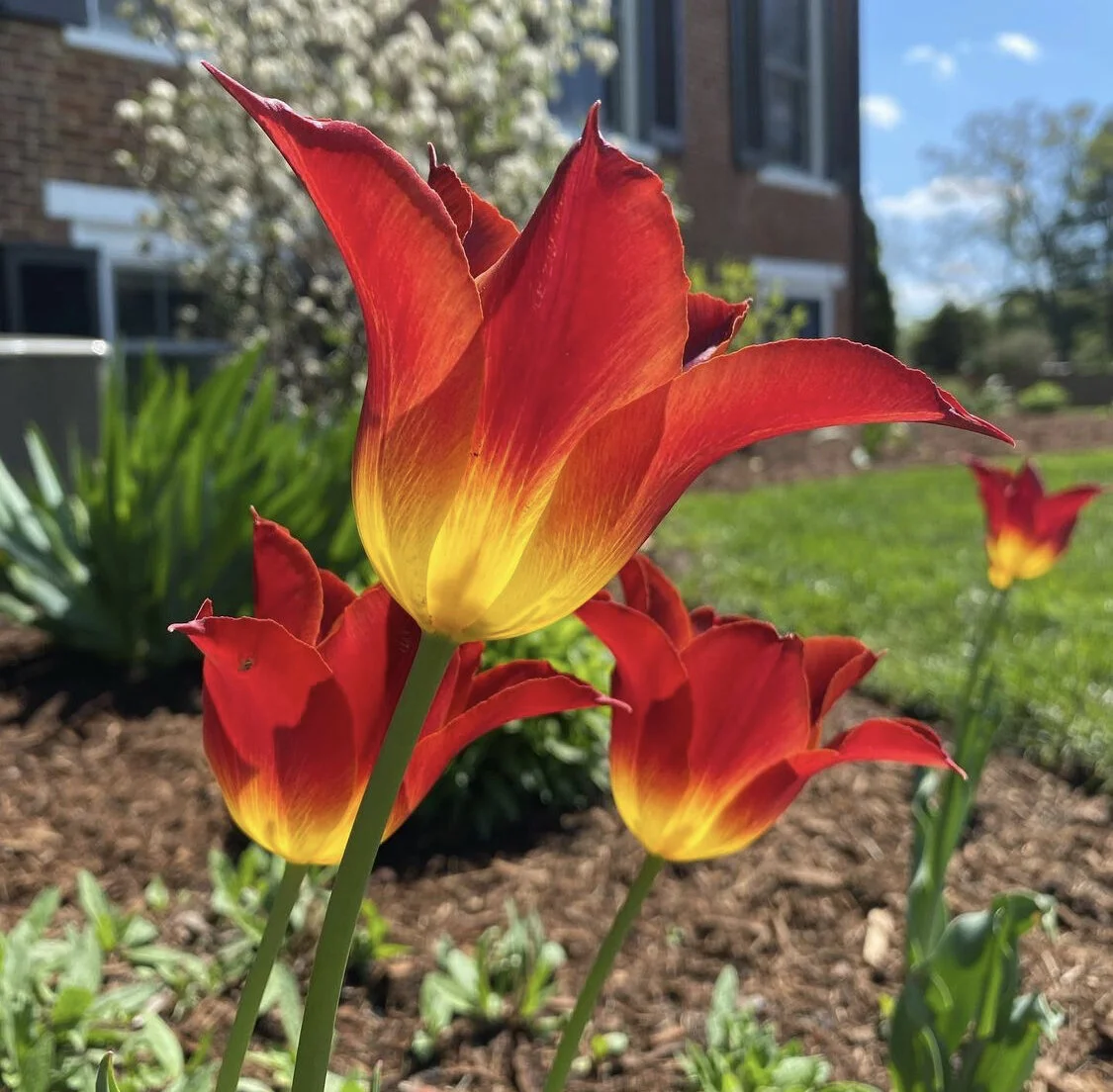 Spring has sprung at Edgewood Miller Farm!